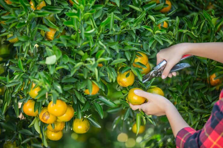 تصویر 2 از قیمت خرید نارنج پیوندی + فروش ویژه